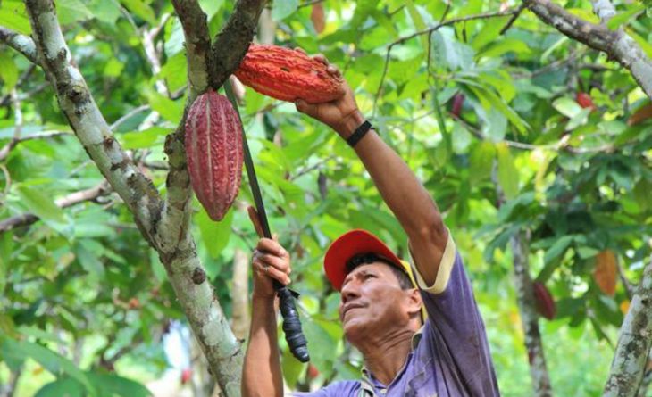  DEVIDA transfiere 600 mil soles para intervenir en 687 hectáreas de cacao en Uchiza