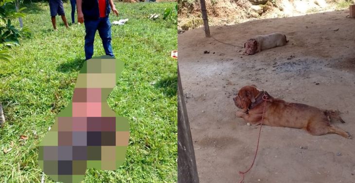  Jepelacio: Joven de 20 años muere tras ataque de perros Pitbull