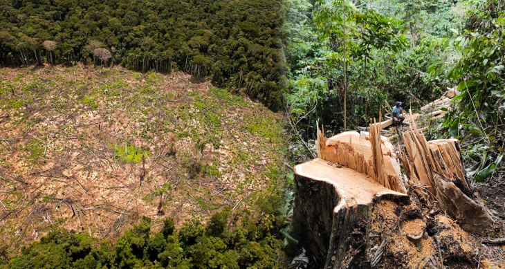  Según datos estadísticos, se han deforestado 35 mil hectáreas de bosque en la región San Martín