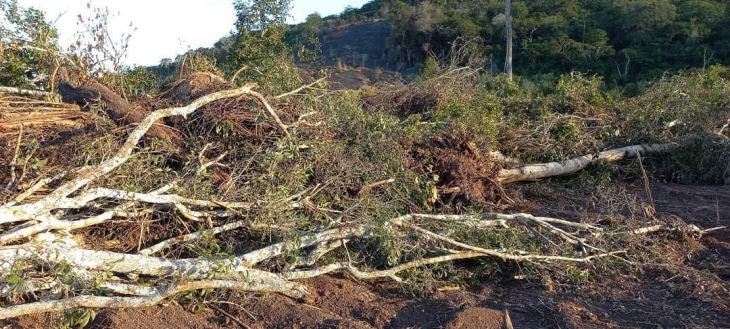  A vista y paciencia de las autoridades de Bellavista, Picota y la Autoridad Regional Ambiental, deforestación sigue imparable en área de conservación el Quinillal