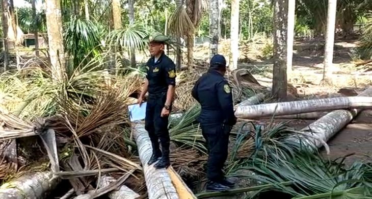  Morales: Lotizaciones continúan a toda costa, la Policía Ecológica junto a Iván Rojas, constataron tala de aguajal en el sector Chuina, donde existe un ojo de agua