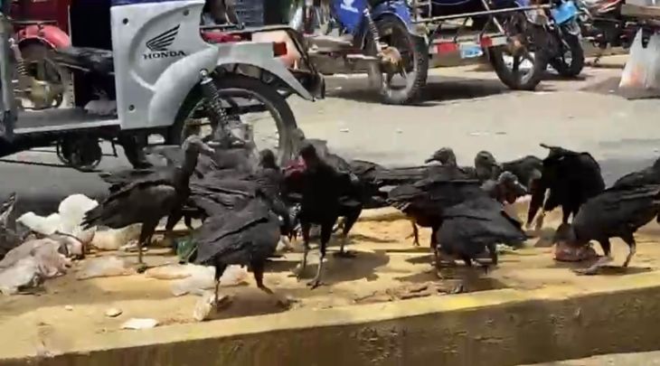  Inmundicia total, basurales y aves de rapiña invaden barrio Comercio de Tarapoto