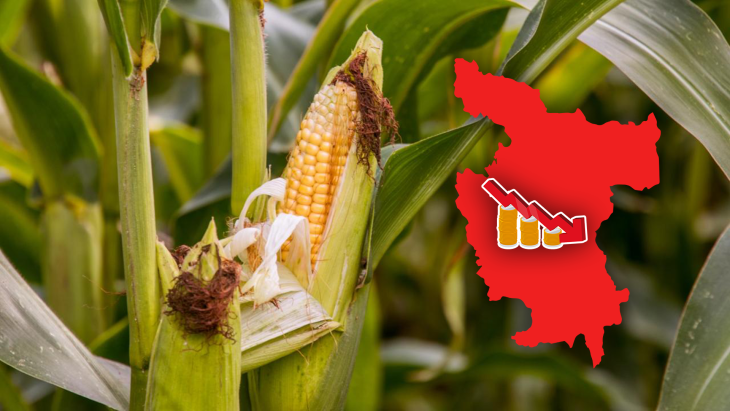  Productores de maíz enfrentan caída del precio, y ahora tratan de recuperar al menos la inversión que realizaron en esta campaña