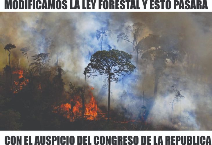  Ley Forestal: San Martín se iniciará recolección de 100 mil firmas para presentar demanda de inconstitucionalidad ante el Tribunal Constitucional